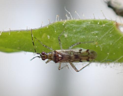 Dicyphus escalerae